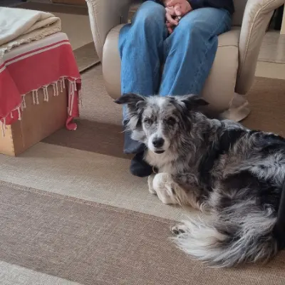 Silver, perro de terapia en Colonia-Ehrenfeld