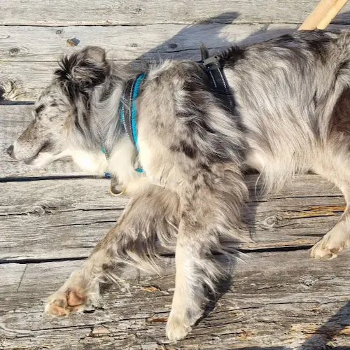 Therapiehund Silver – Traumatherapie in Köln